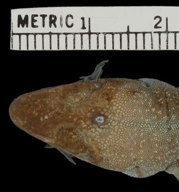 Media type: image;   Herpetology R-75412